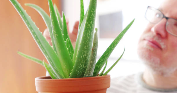 Aloe Vera 