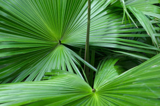 Sao Palmetto